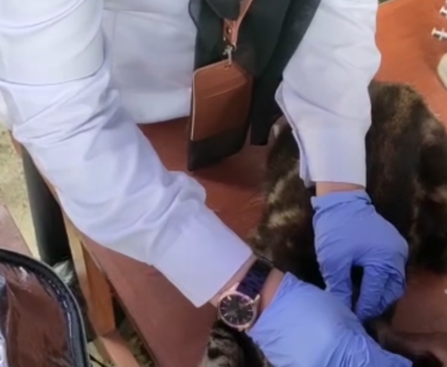 Seekor Kucing Sedang difaksin Rabies Guna Mencegah Penularan Penyakit Pada Hewan di Kab. Ciamis.(Foto: Rudiat-Radartv)