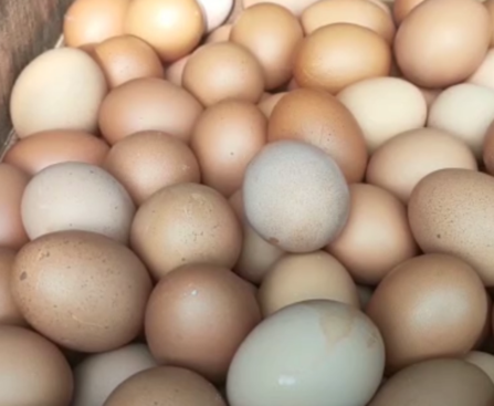 Telur Ayam Seberat 1 Ton Akan Dibagikan Kepada Masyarakat Kab. Ciamis.(Foto: Rudiat-Radar tv)