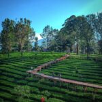 Wisata Kebun Teh Bogor, Indah dan Instagramable