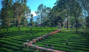 Wisata Kebun Teh Bogor, Indah dan Instagramable