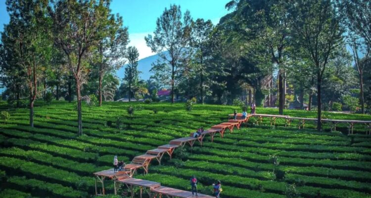 Wisata Kebun Teh Bogor, Indah dan Instagramable