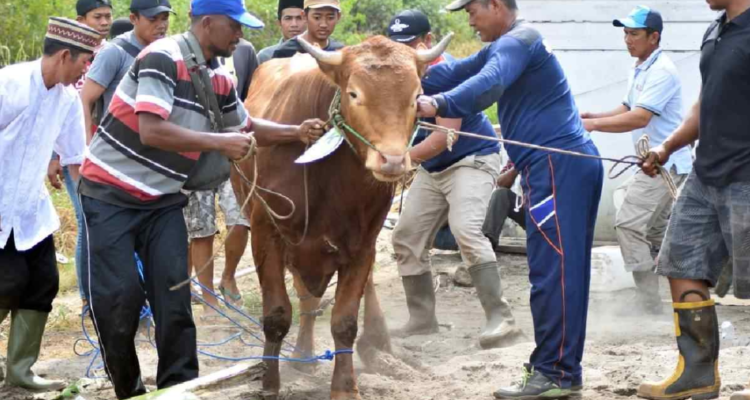 syarat melaksanakan qurban