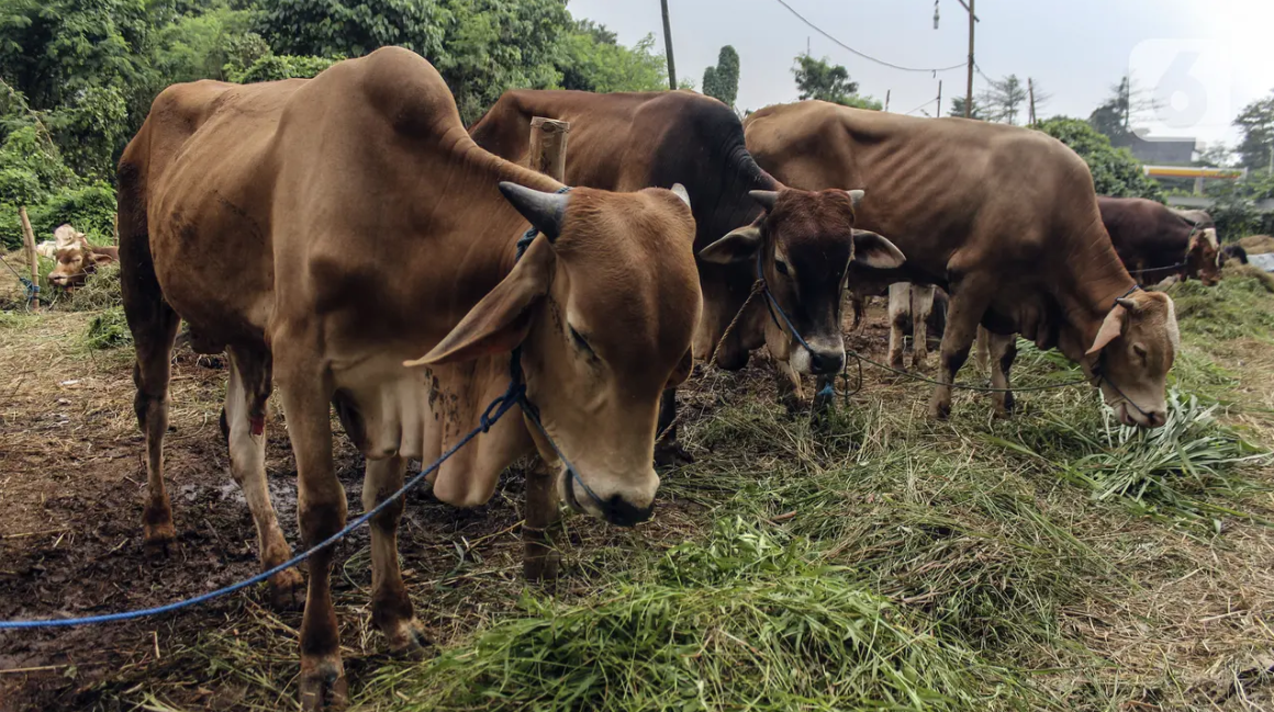 cuan dari jualan hewan qurban