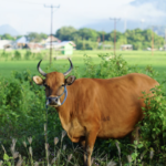 Perkiraan Harga Sapi Qurban