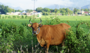 Perkiraan Harga Sapi Qurban