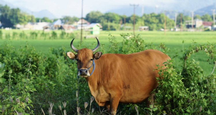 Perkiraan Harga Sapi Qurban