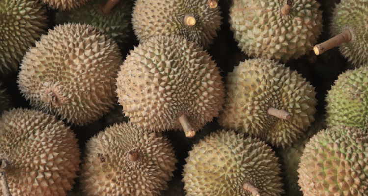Cuan dari Bisnis Durian