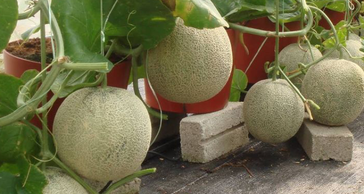 Bisnis Buah Melon